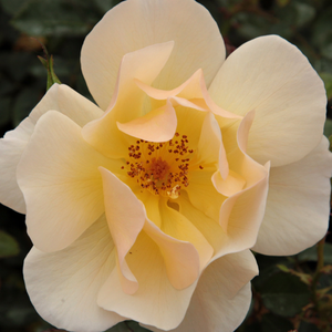 Kупить В Интернет-Магазине - Poзa Пимпренел - желтая - Почвопокровная роза  - роза с тонким запахом - Жорж Дельбар - Прекрасно подходит для быстрого покрытия больших территорий. Отличная ремонтантность и цветение.